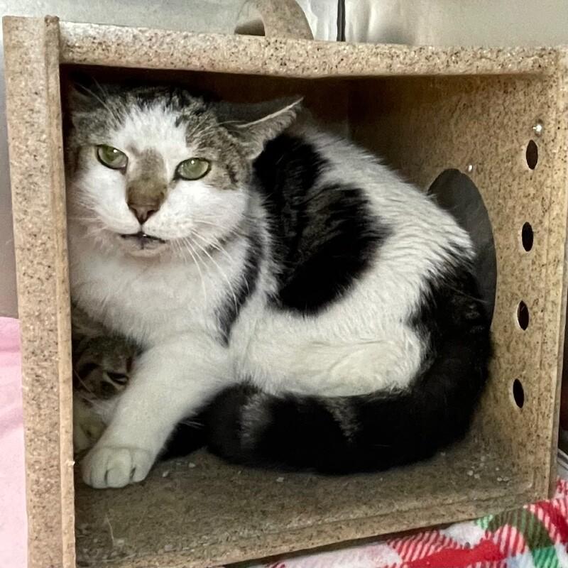 Roy, Adoptable, Senior Male Domestic Short Hair.