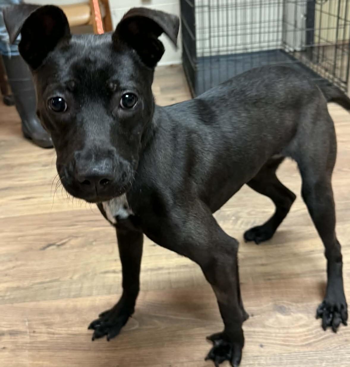 Enlarge Amara, a ADOPTABLE mixed breed in Baxter, KY image 1/1