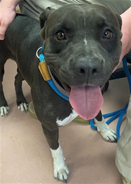 Enlarge CARMELLA, a Adoptable Mixed Breed in Columbia, SC image 1/1