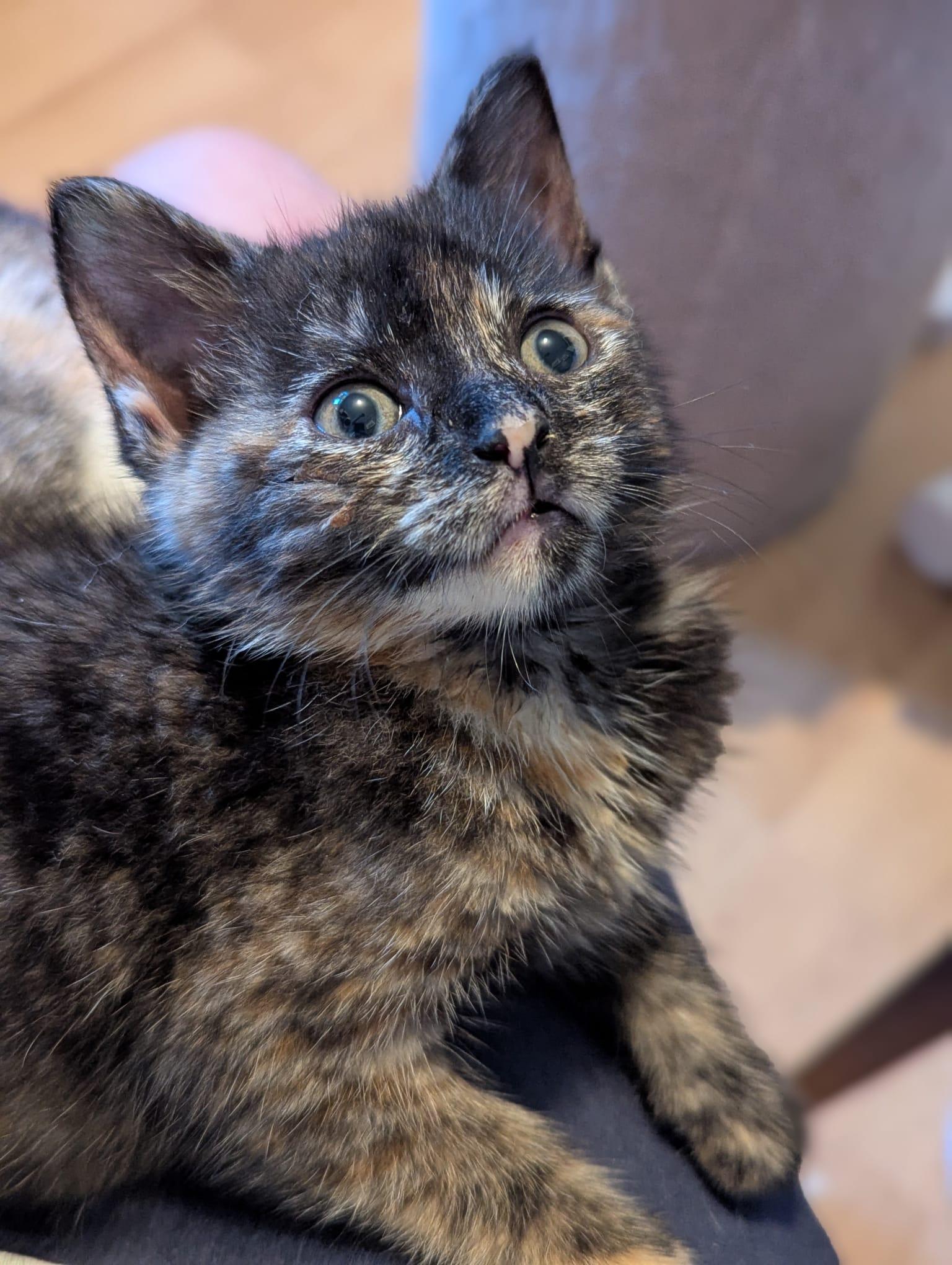 Maisy, Baby Female unknown