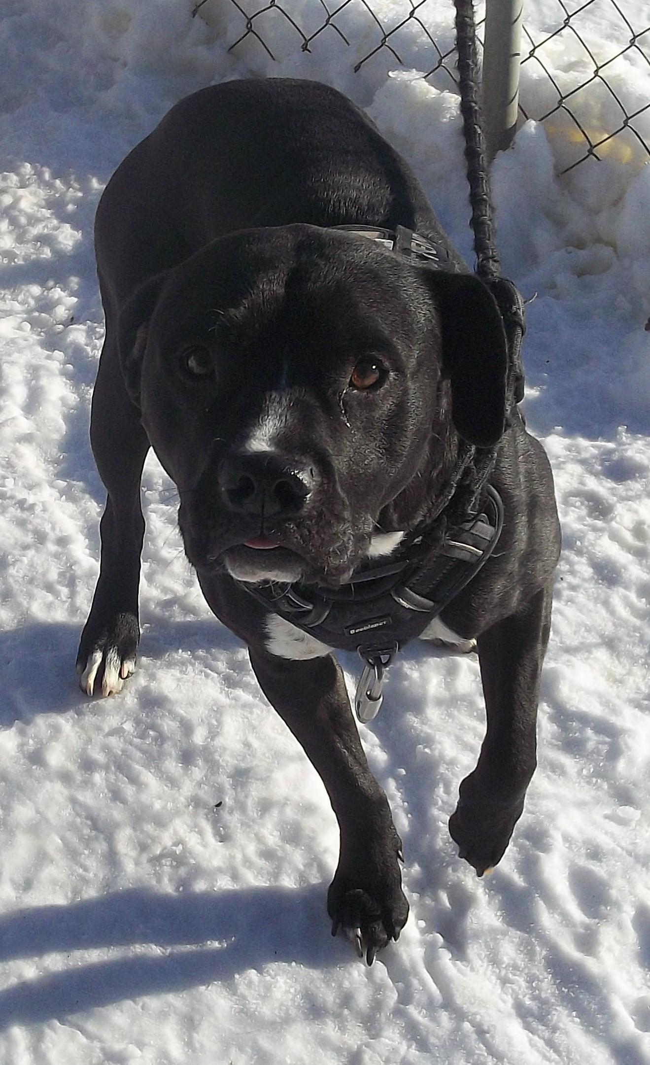 Enlarge TOBY, a ADOPTABLE mixed breed in Reed City, MI image 2/4