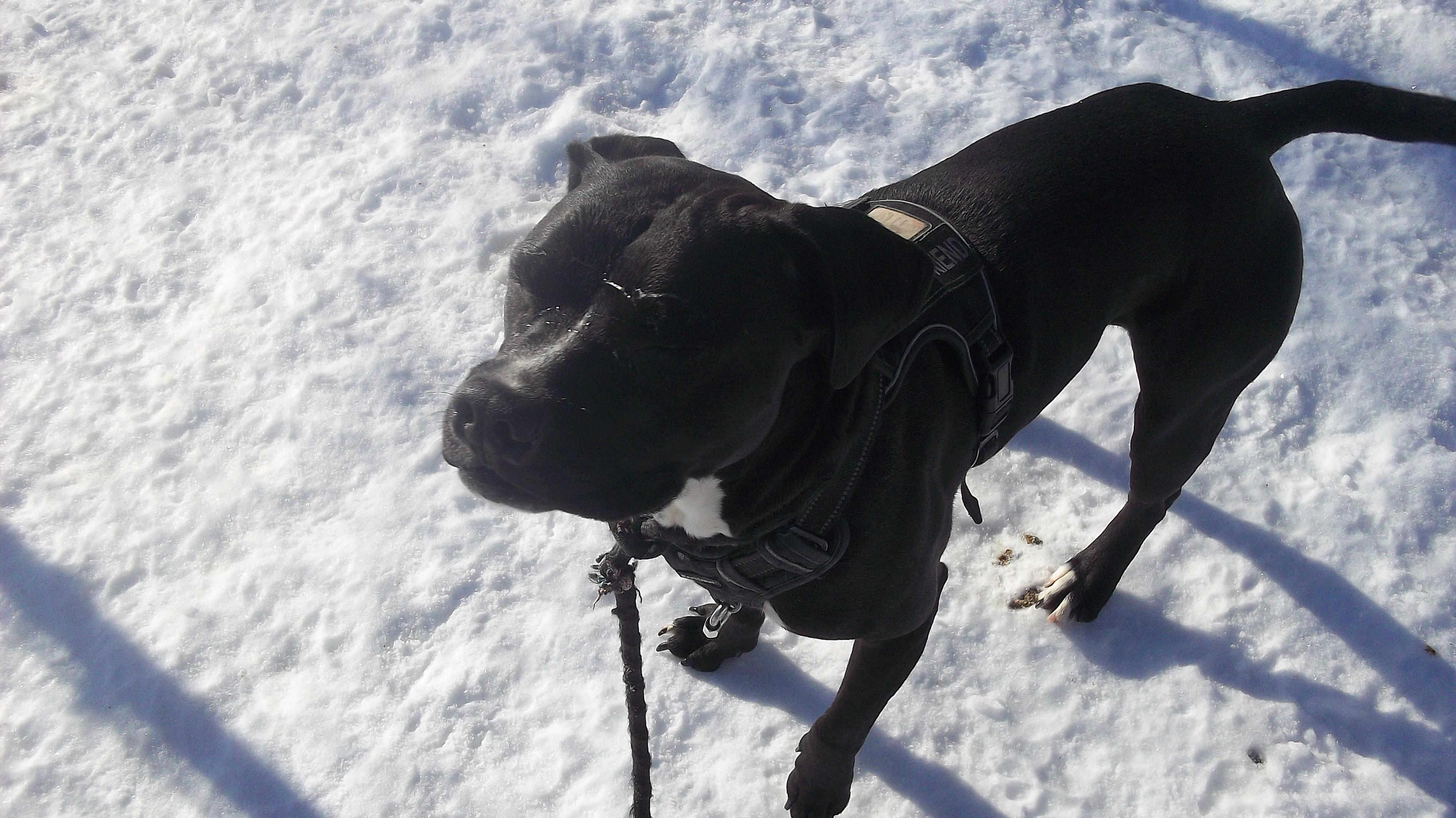 Enlarge TOBY, a ADOPTABLE mixed breed in Reed City, MI image 4/4