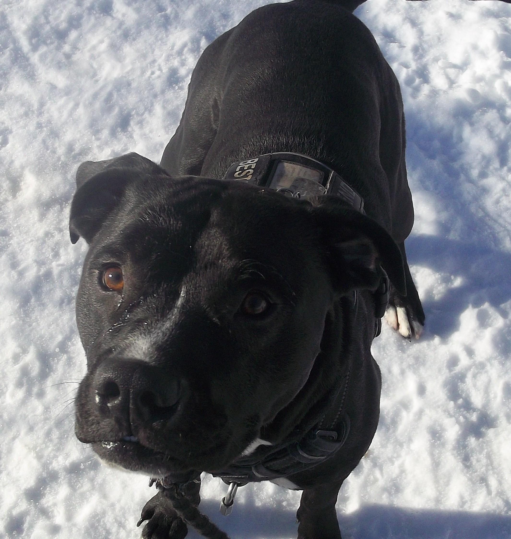 Enlarge TOBY, a ADOPTABLE mixed breed in Reed City, MI image 1/4