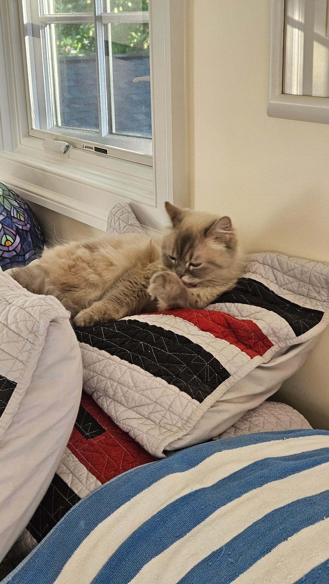 Enlarge Toffee (Himalayan), a ADOPTABLE Himalayan in Fairfax, VA image 4/5