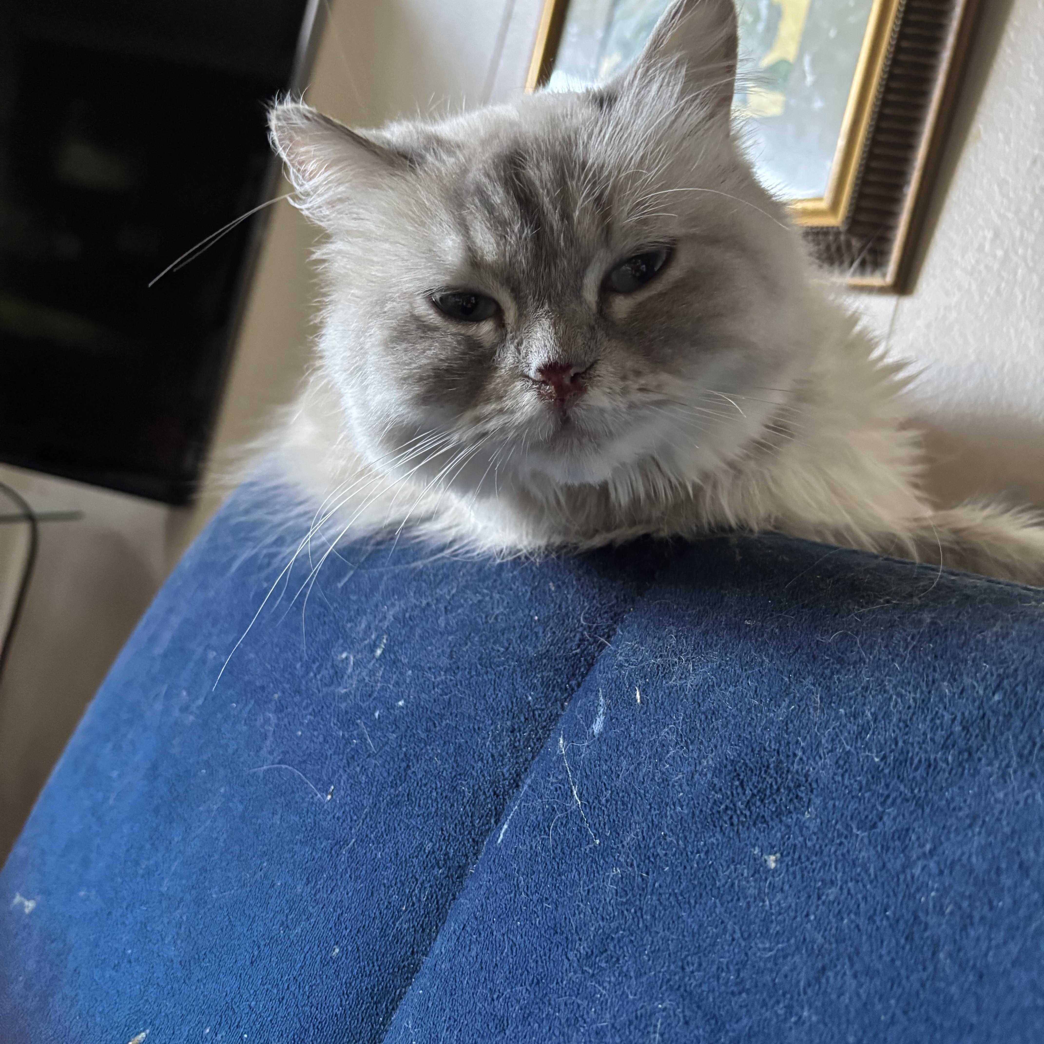 Enlarge Toffee (Himalayan), a ADOPTABLE Himalayan in Fairfax, VA image 3/5
