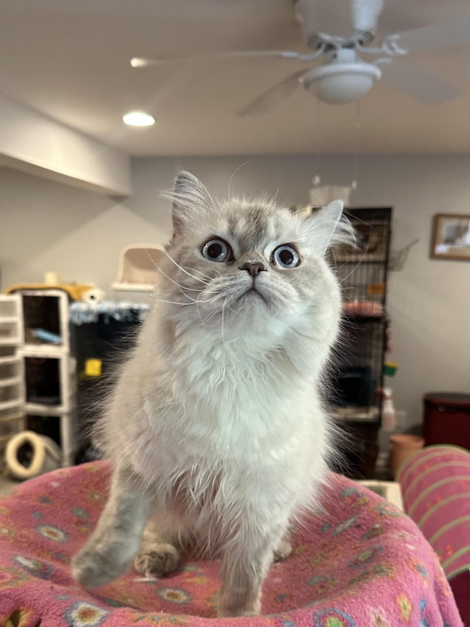 Enlarge Toffee (Himalayan), a ADOPTABLE Himalayan in Fairfax, VA image 2/5