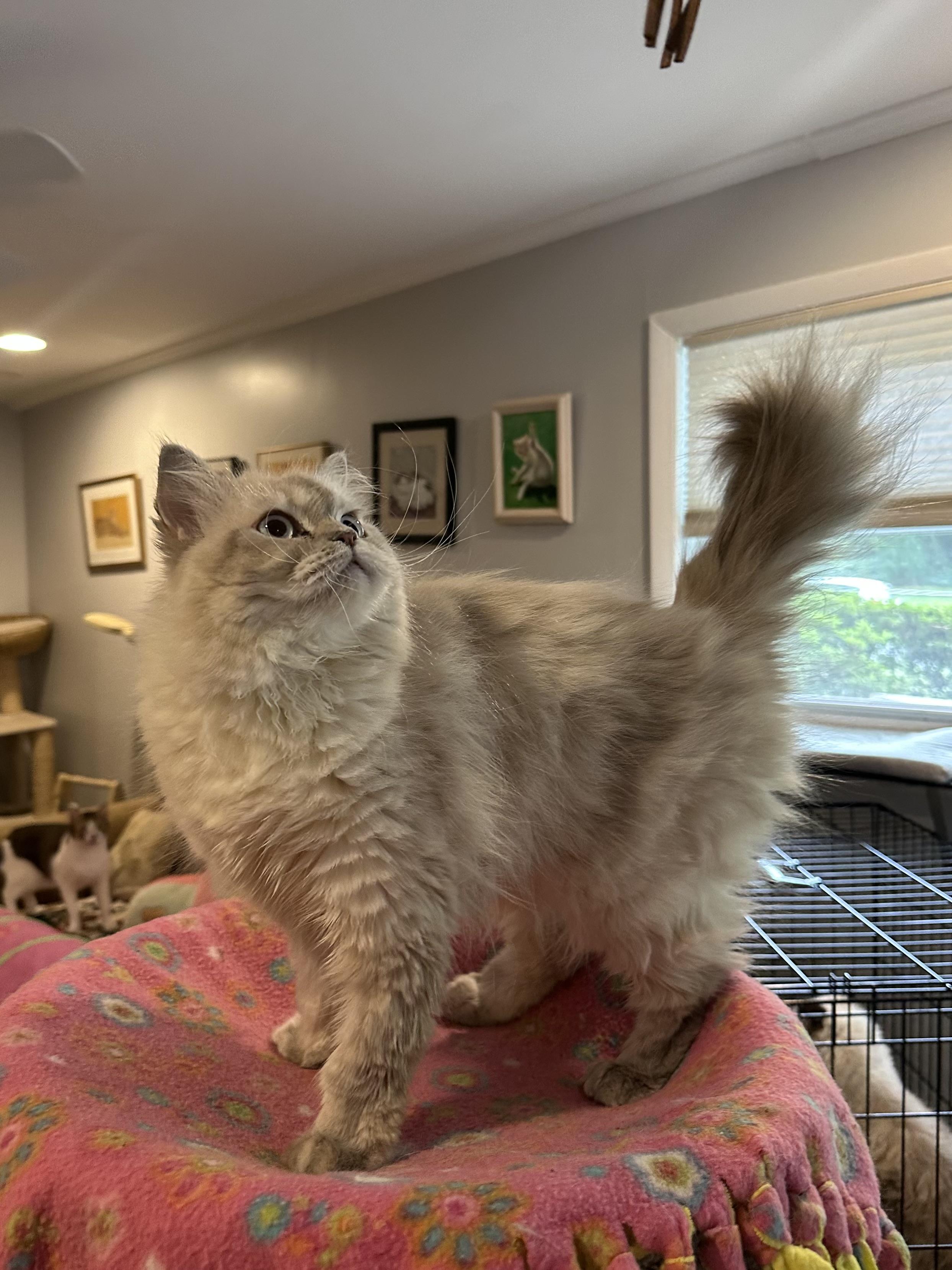 Enlarge Toffee (Himalayan), a ADOPTABLE Himalayan in Fairfax, VA image 1/5