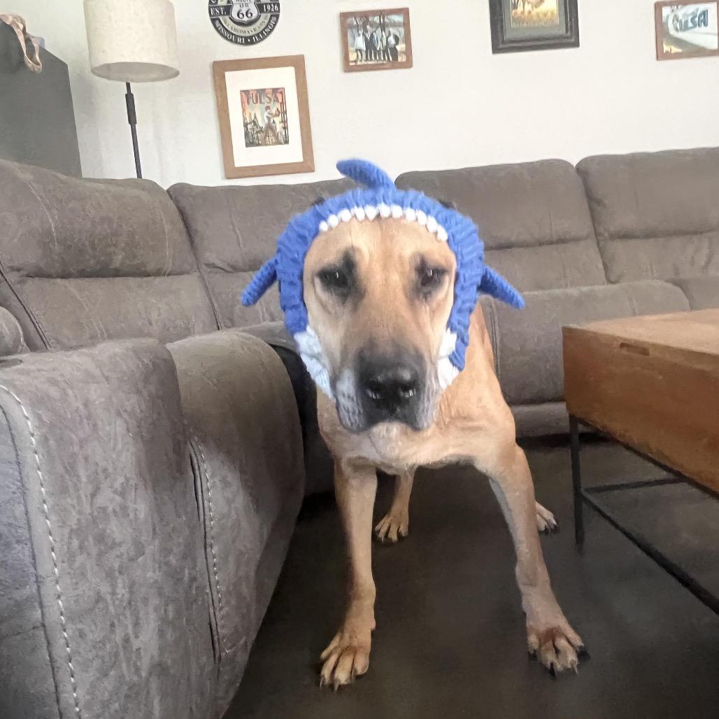 Stella, Adoptable, Adult Female Mastiff & Mixed Breed.