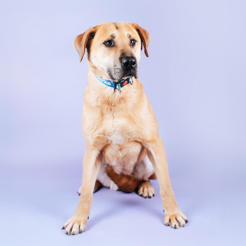 Enlarge Stella, a Adoptable mixed breed in Northbrook, IL image 3/6