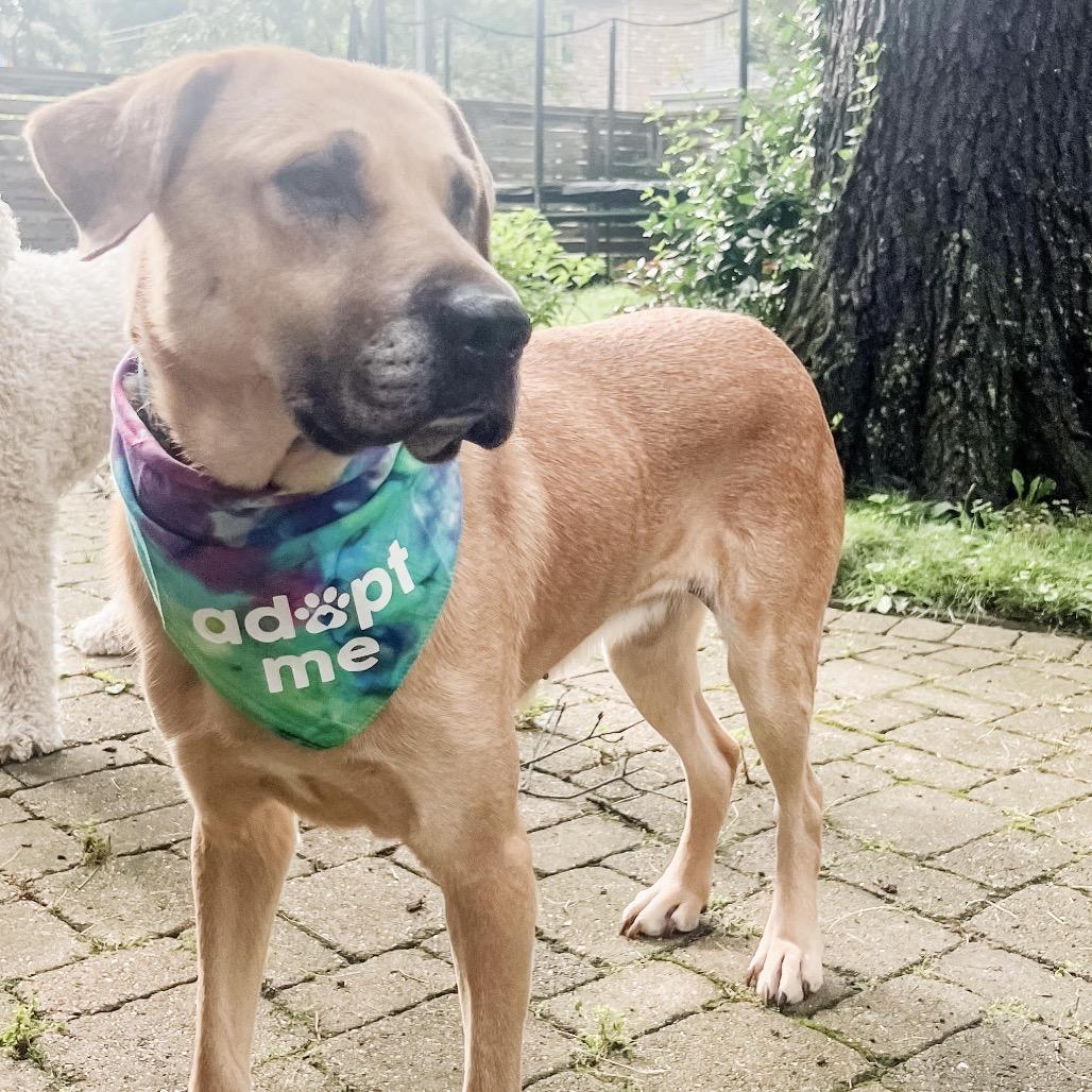 Enlarge Stella, a Adoptable mixed breed in Northbrook, IL image 4/6