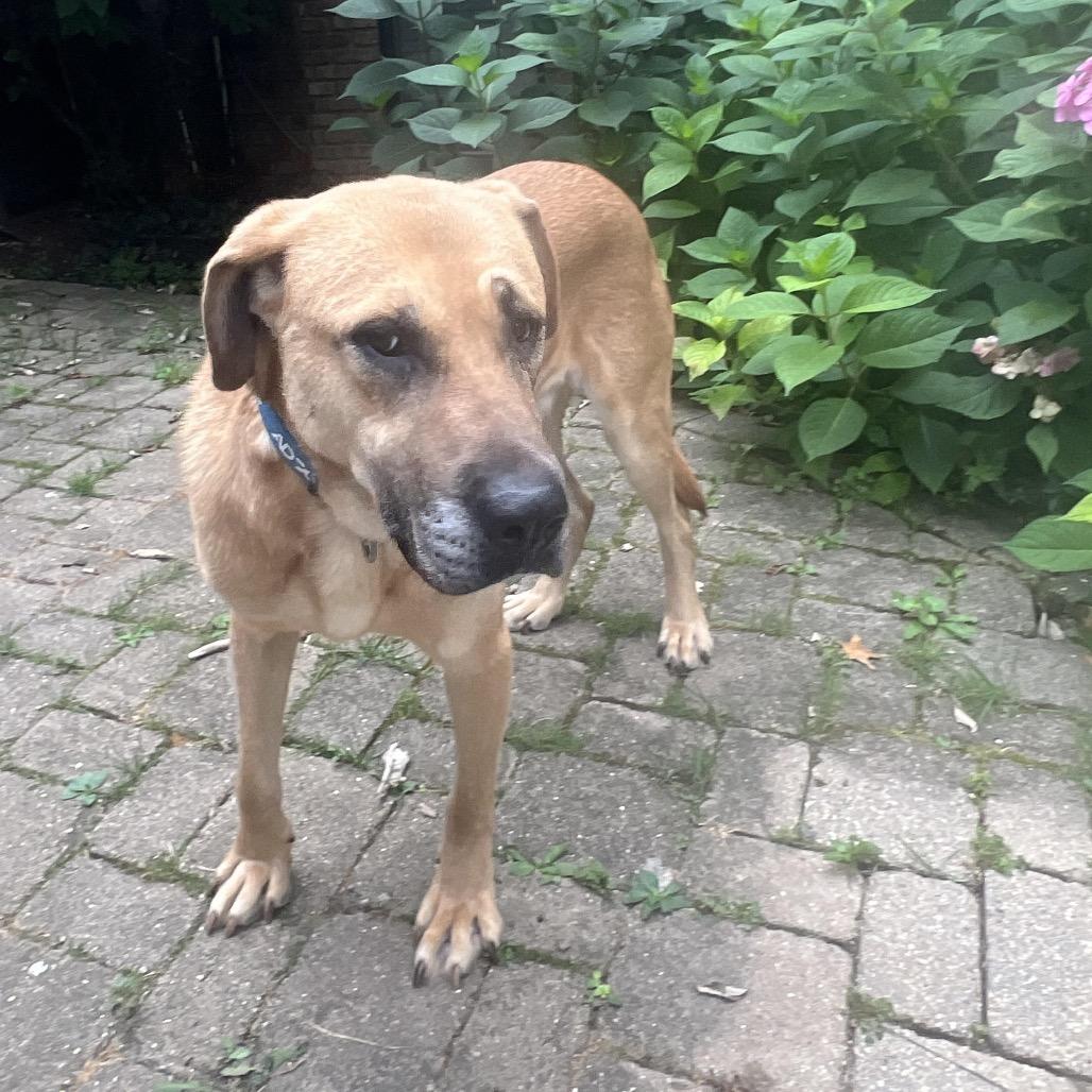 Enlarge Stella, a Adoptable mixed breed in Northbrook, IL image 5/6