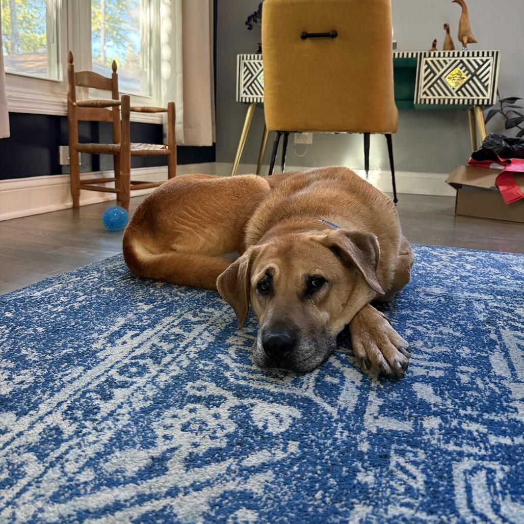 Enlarge Stella, a Adoptable mixed breed in Northbrook, IL image 6/6