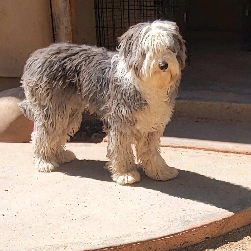 Mila, ADOPTABLE, Puppy Female Old English Sheepdog.