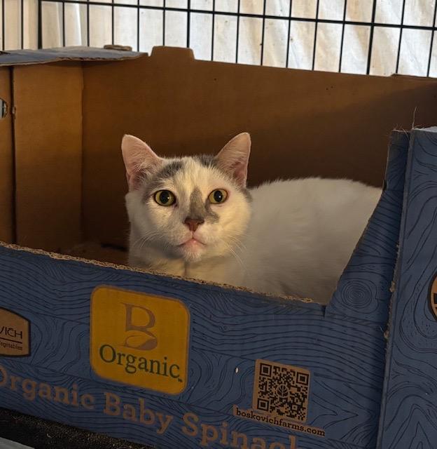 Enlarge Bianca , a ADOPTABLE American Shorthair in West Nyack, NY image 3/3