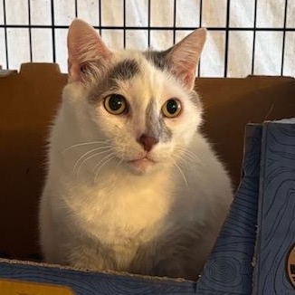 Bianca , ADOPTABLE, Adult Female American Shorthair.