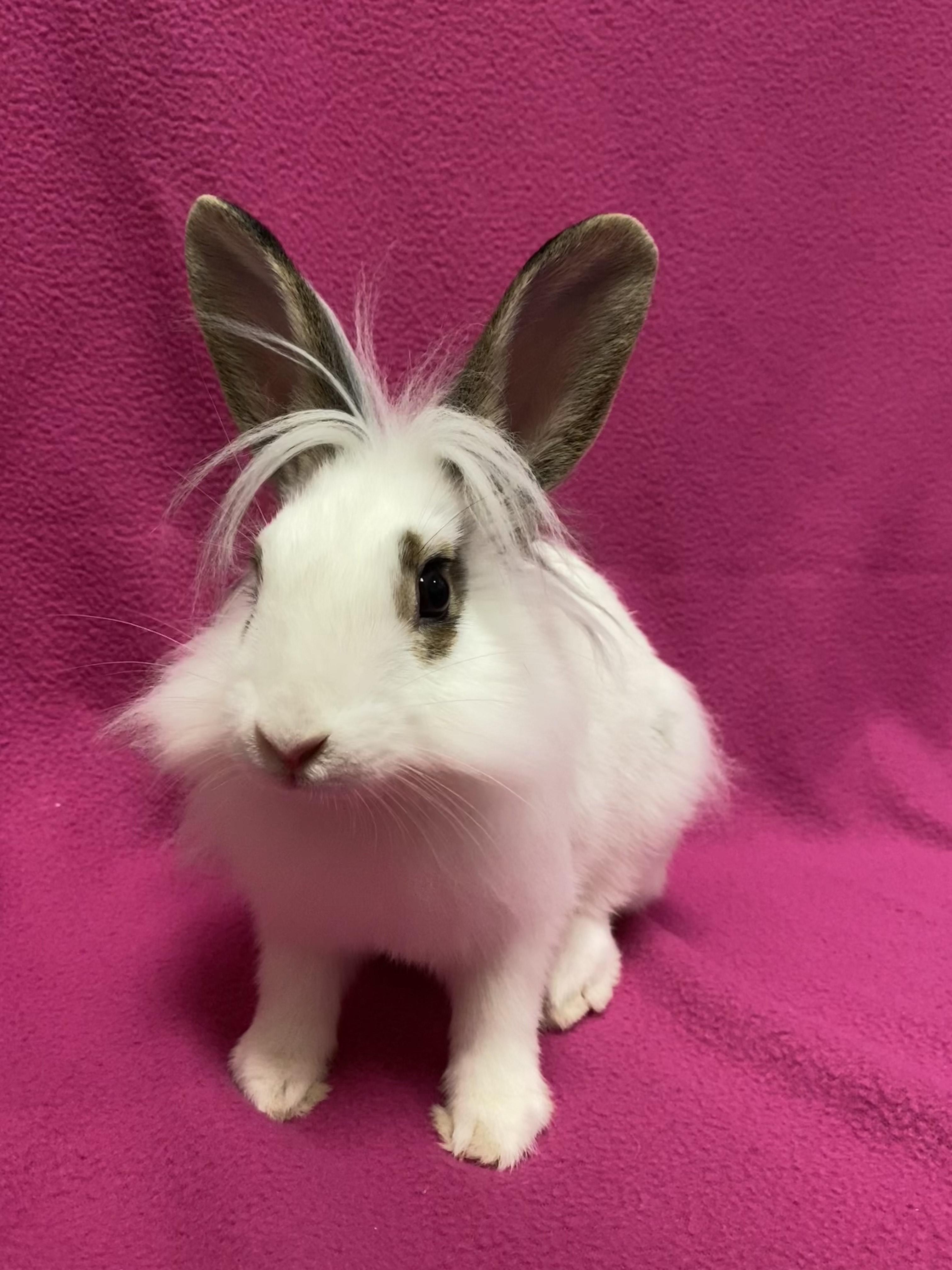 Enlarge Astoria, an adopted mixed breed in Livermore, CA image 1/5