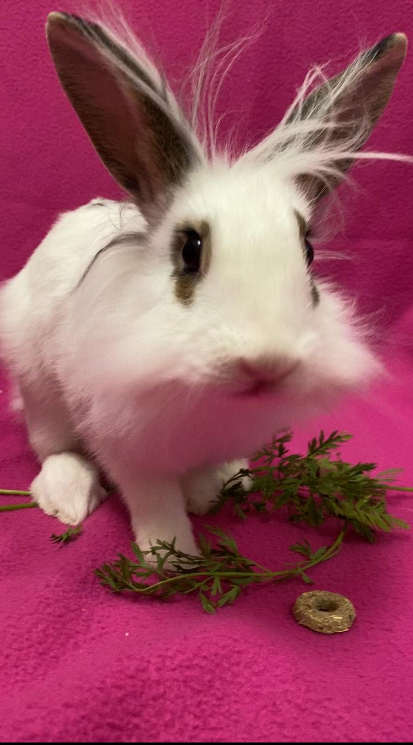 Enlarge Astoria, an adopted mixed breed in Livermore, CA image 2/5