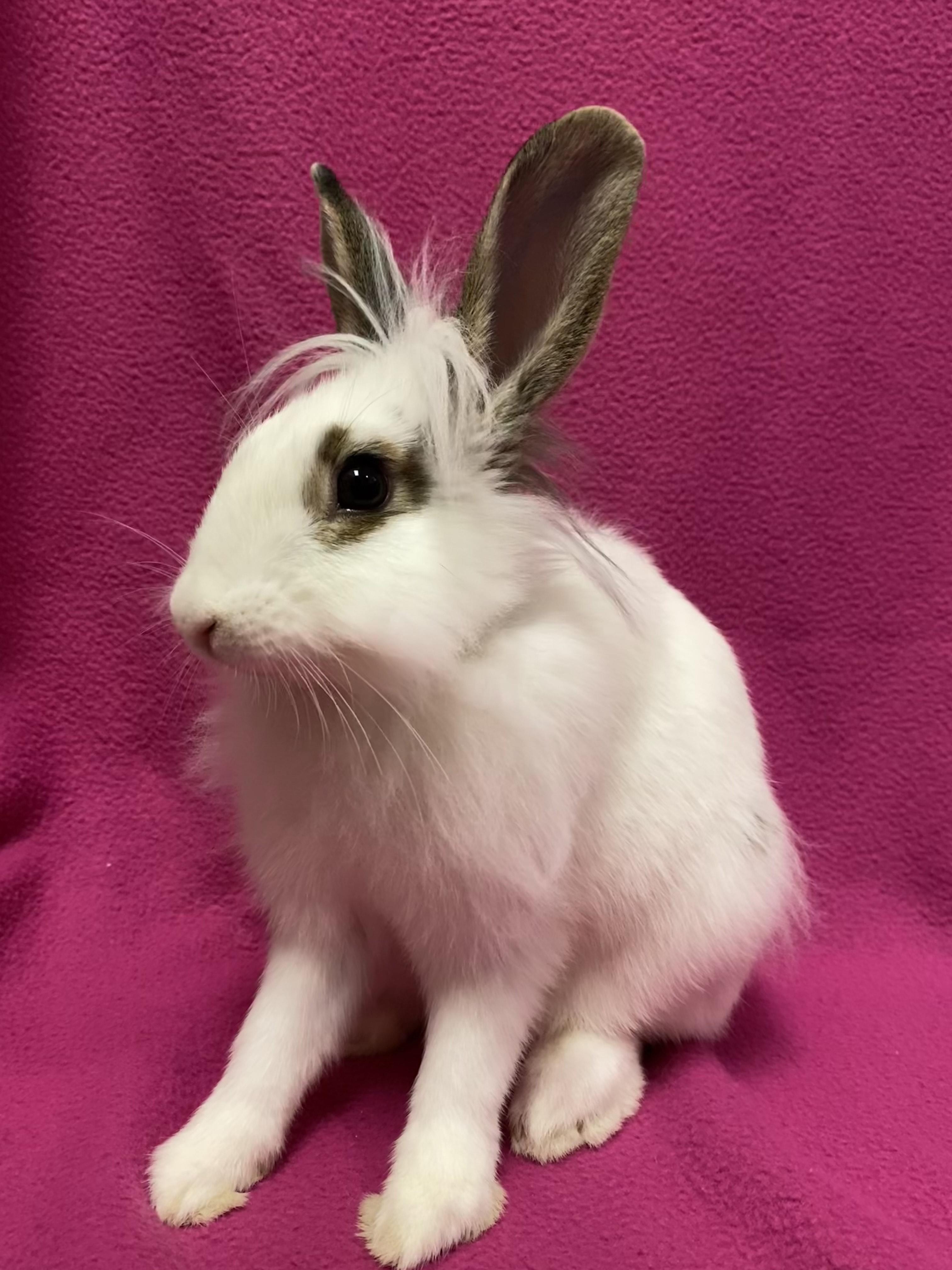 Enlarge Astoria, an adopted mixed breed in Livermore, CA image 4/5