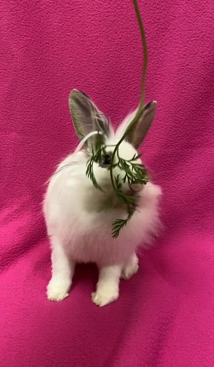 Enlarge Astoria, an adopted mixed breed in Livermore, CA video 5/5