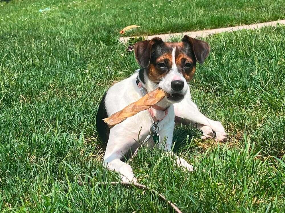 Enlarge Amelia, a Adoptable mixed breed in Springdale, PA image 1/6
