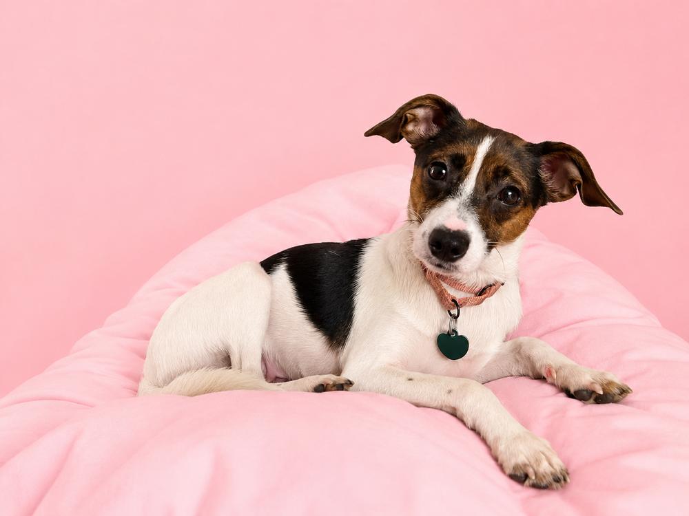 Enlarge Amelia, a Adoptable mixed breed in Springdale, PA image 2/6