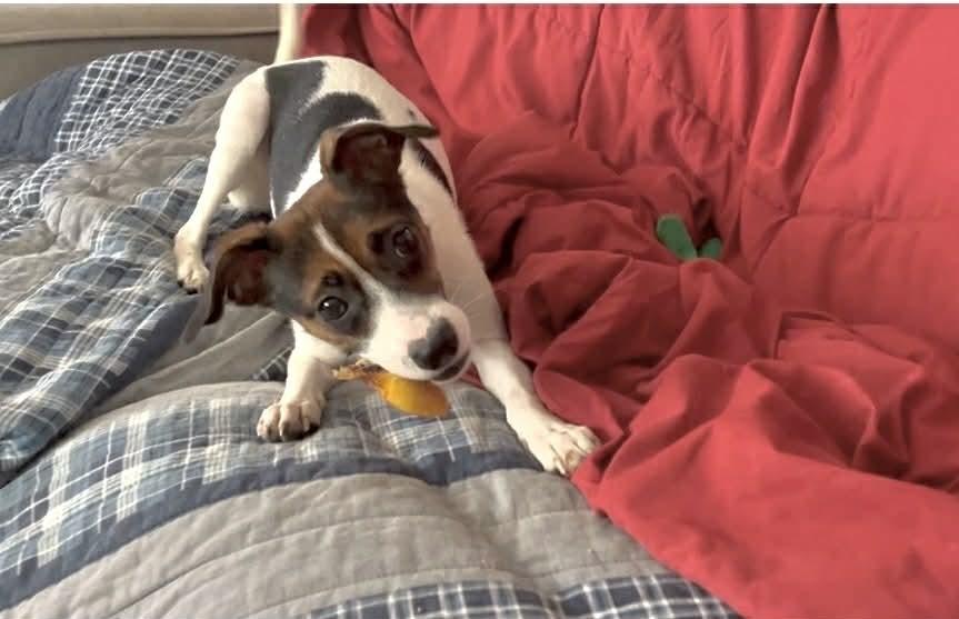 Enlarge Amelia, a Adoptable mixed breed in Springdale, PA image 3/6
