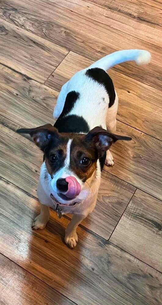 Enlarge Amelia, a Adoptable mixed breed in Springdale, PA image 5/6