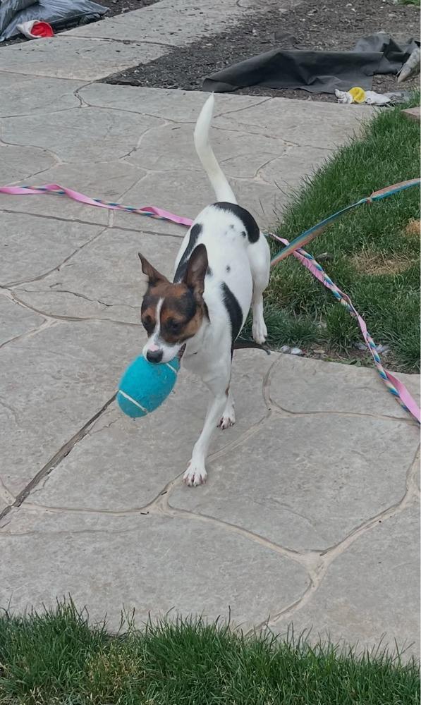 Enlarge Amelia, a Adoptable mixed breed in Springdale, PA image 6/6
