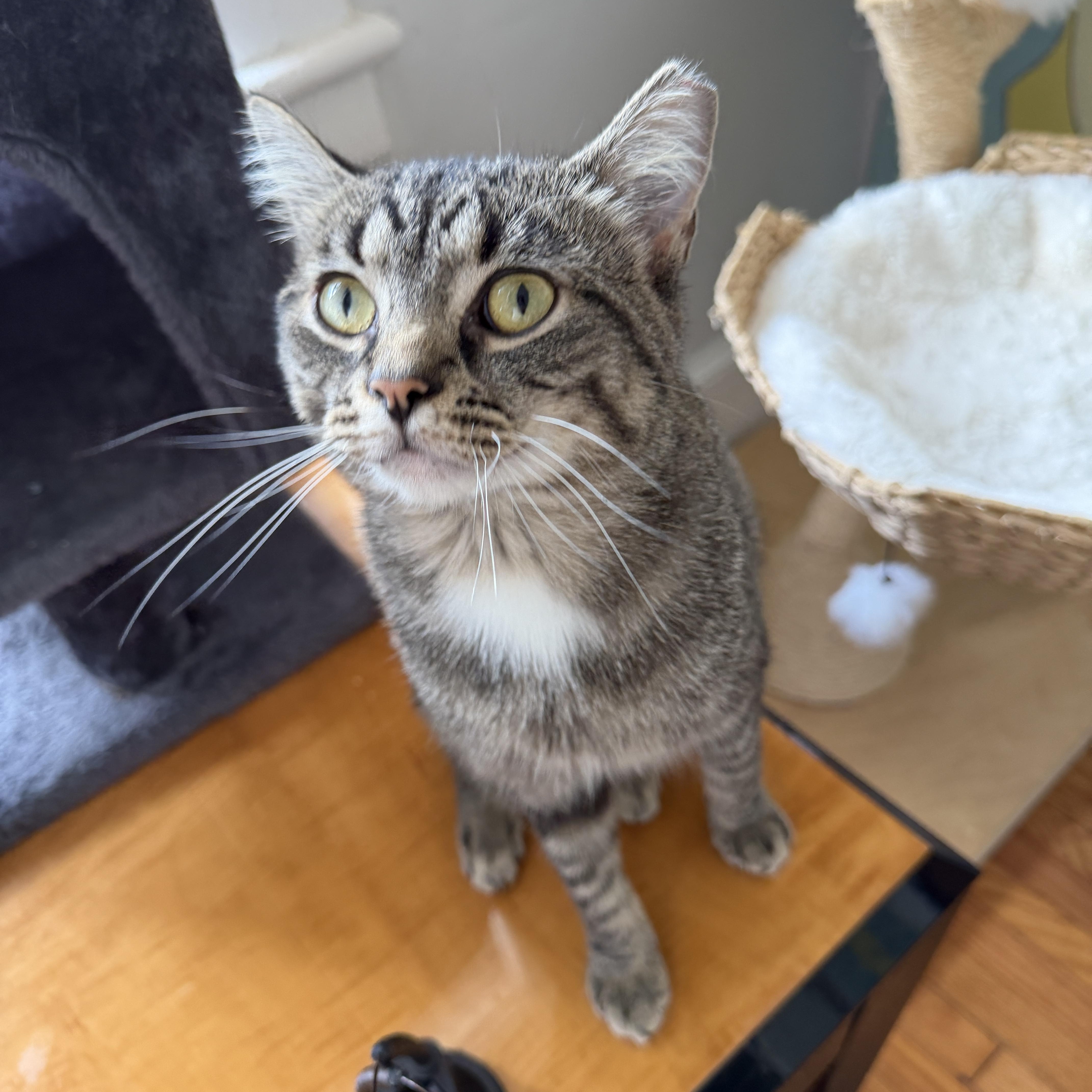 Enlarge Luca, a Adoptable Domestic Short Hair in Roanoke, VA image 1/1