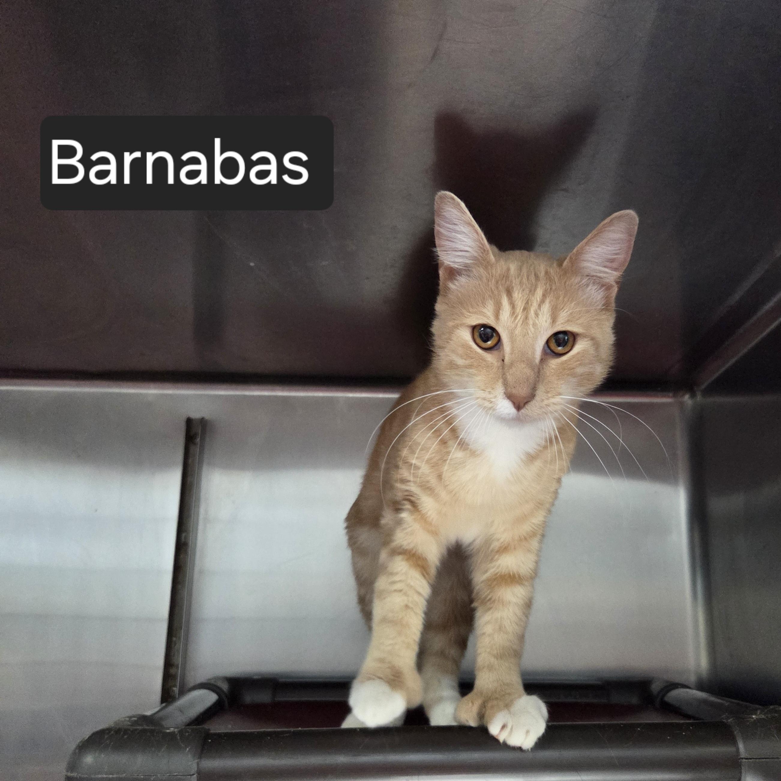 Enlarge Barnabas, a Adoptable Domestic Short Hair in SNOW HILL, NC image 2/2