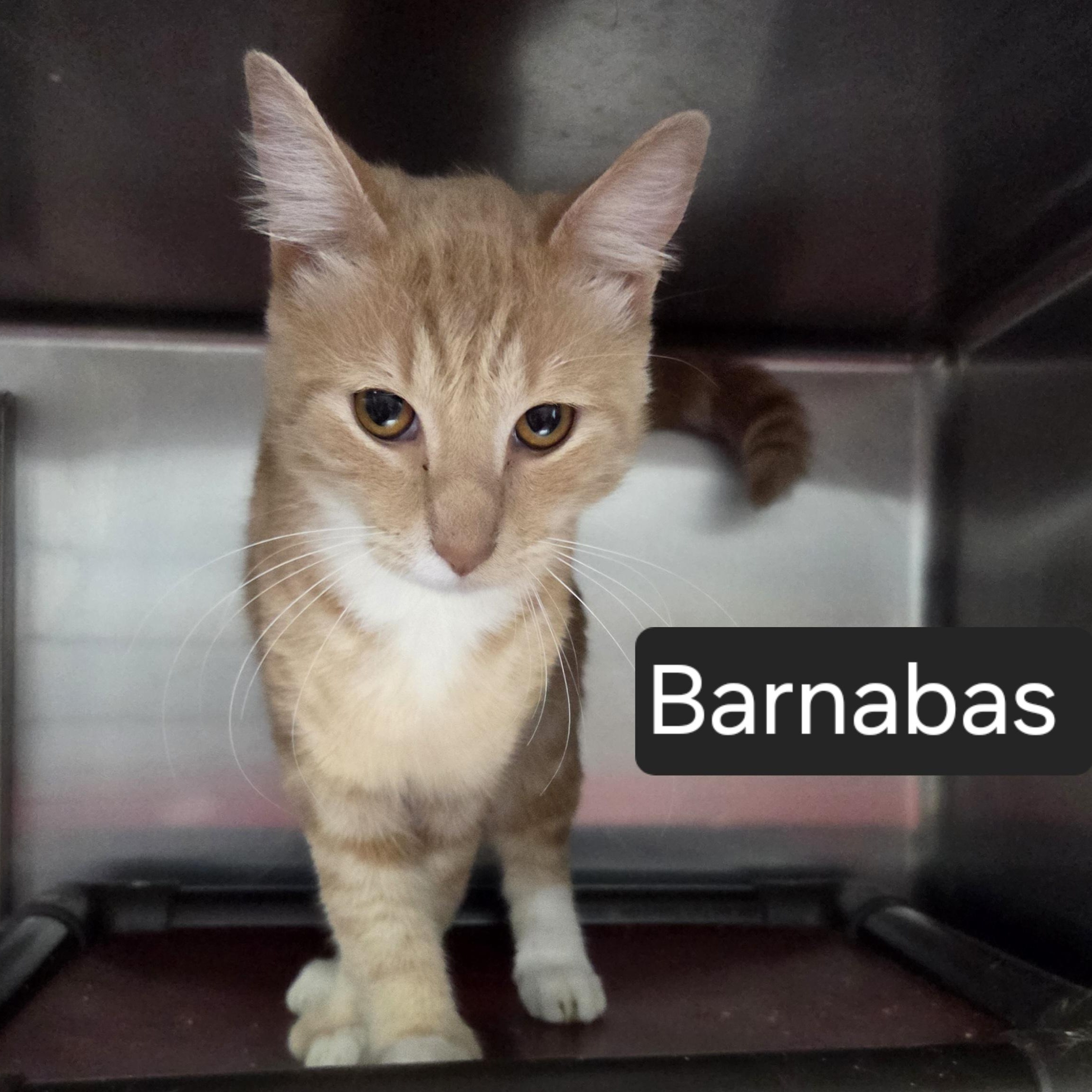 Enlarge Barnabas, a Adoptable Domestic Short Hair in SNOW HILL, NC image 1/2