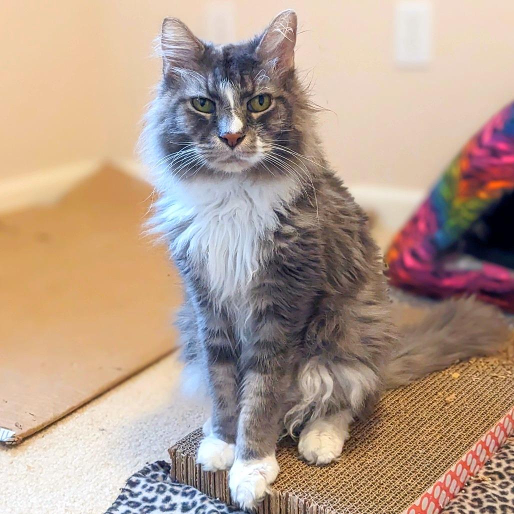 Enlarge Sunflower, a Adoptable mixed breed in Woodinville, WA image 1/6
