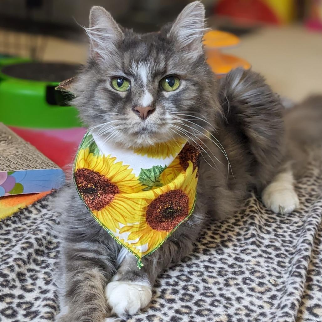 Enlarge Sunflower, a Adoptable mixed breed in Woodinville, WA image 2/6