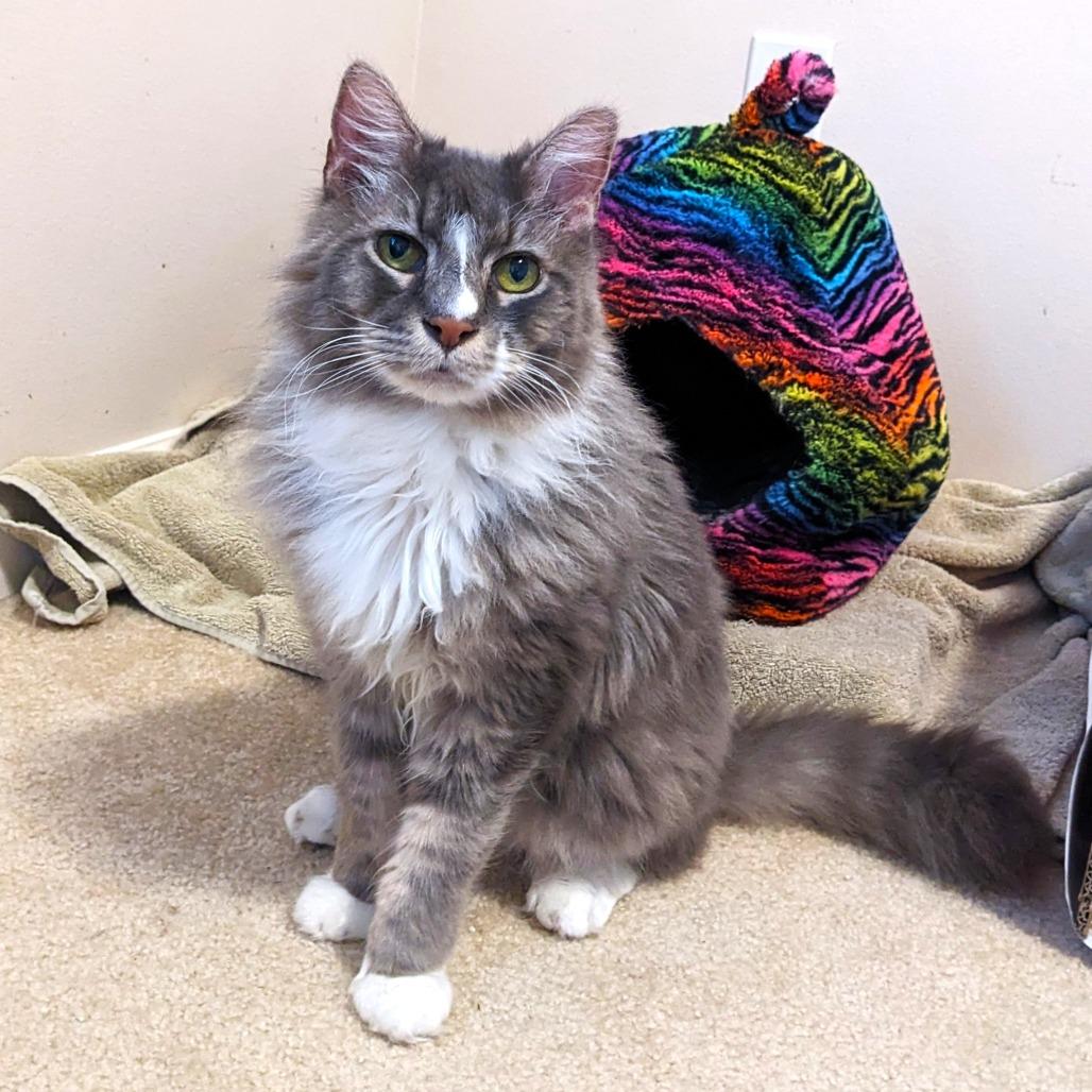 Sunflower, Adoptable, Senior Male Domestic Medium Hair.