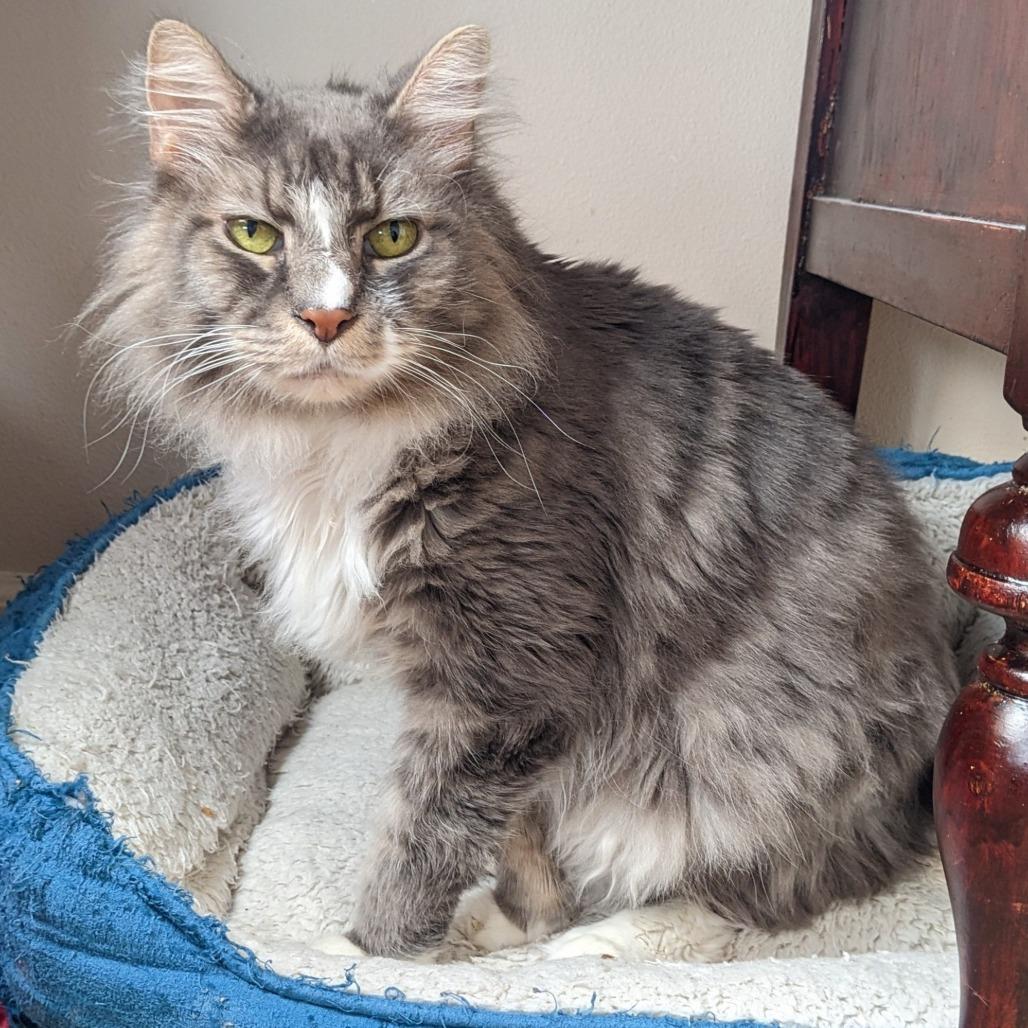 Enlarge Sunflower, a Adoptable mixed breed in Woodinville, WA image 2/6