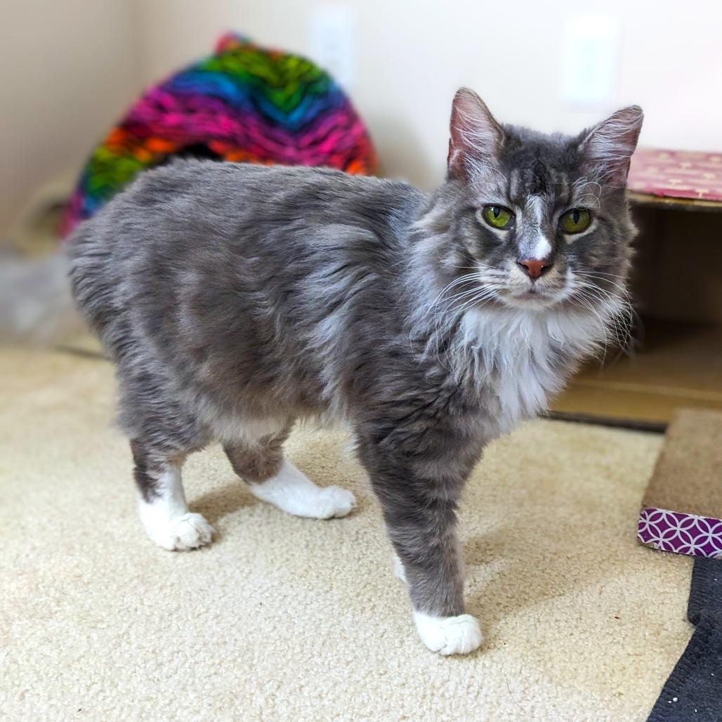 Enlarge Sunflower, a Adoptable mixed breed in Woodinville, WA image 4/6