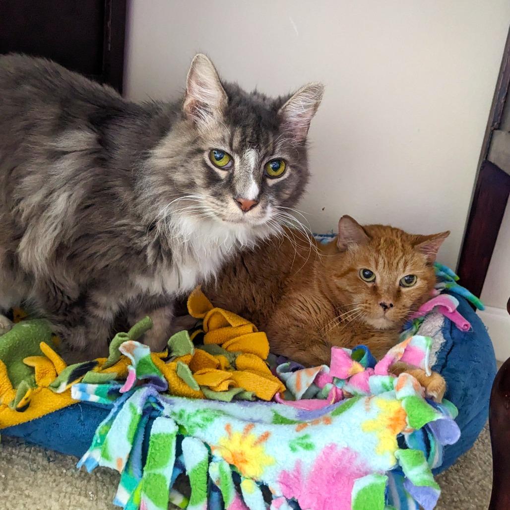 Enlarge Sunflower, a Adoptable mixed breed in Woodinville, WA image 5/6