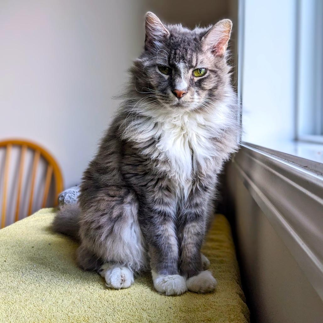 Enlarge Sunflower, a Adoptable mixed breed in Woodinville, WA image 6/6