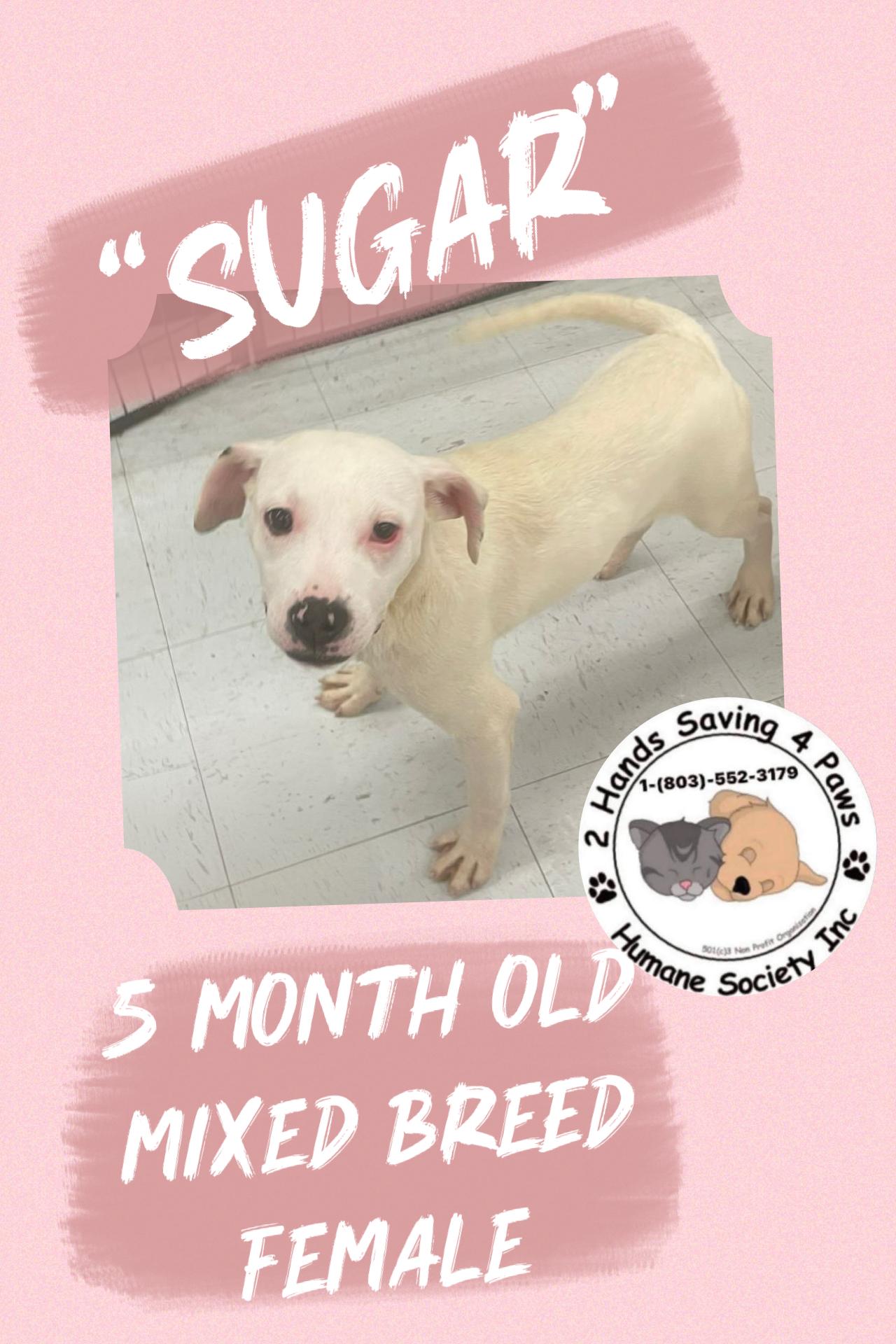 Cookie, a ADOPTABLE mixed breed in Totowa, NJ image 1/2