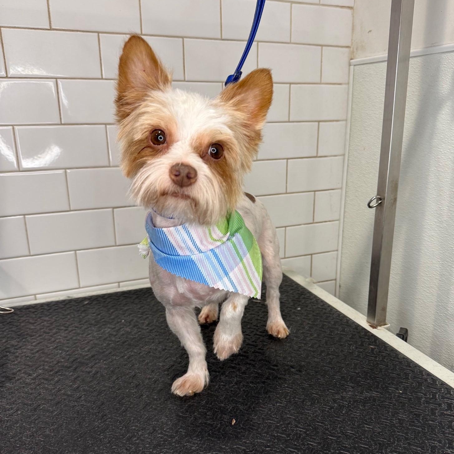 Noah, ADOPTABLE, Adult Male Yorkshire Terrier.