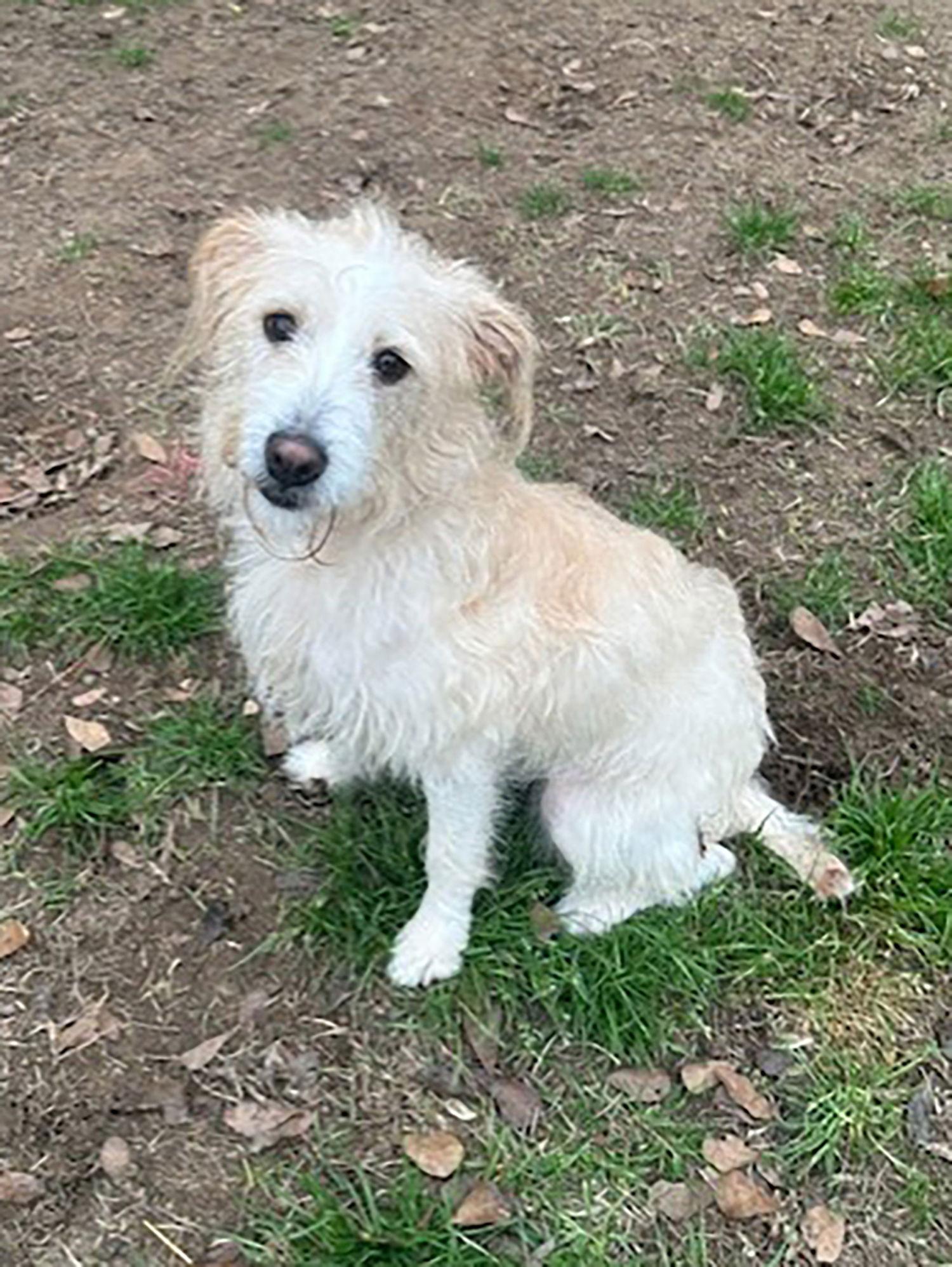 Sweetie, Adopted, Adult Female Poodle.