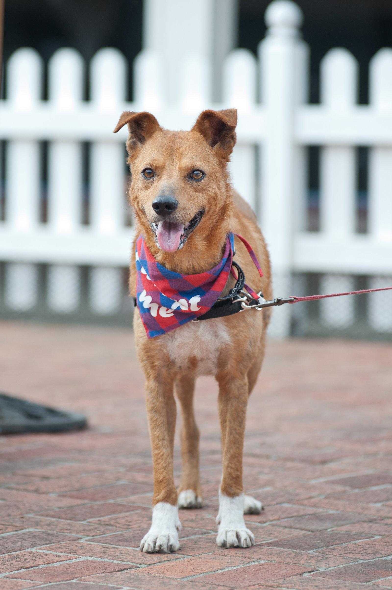 Walter, Adoptable, Senior Male Mixed Breed.