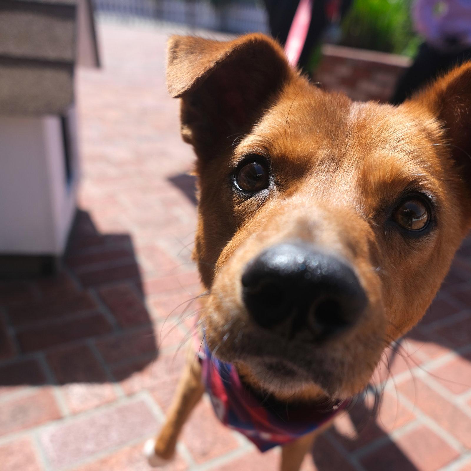 Enlarge Walter, a Adoptable Mixed Breed in San Jose, CA image 2/3