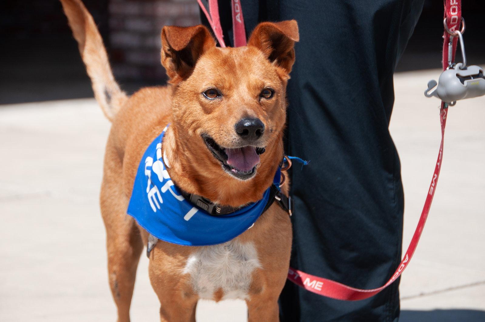 Enlarge Walter, a Adoptable Mixed Breed in San Jose, CA image 3/3