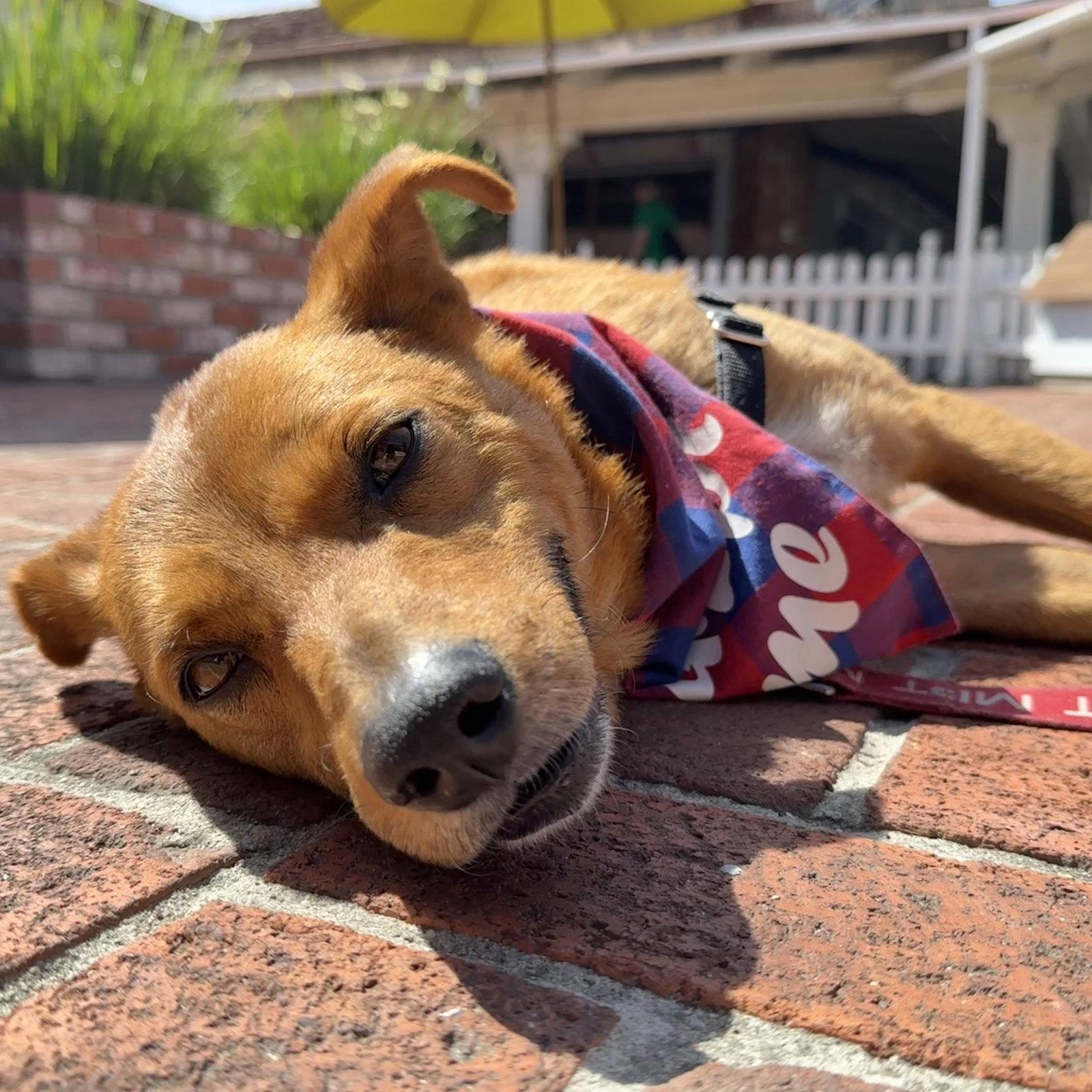 Enlarge Walter, a Adoptable Mixed Breed in San Jose, CA image 3/3