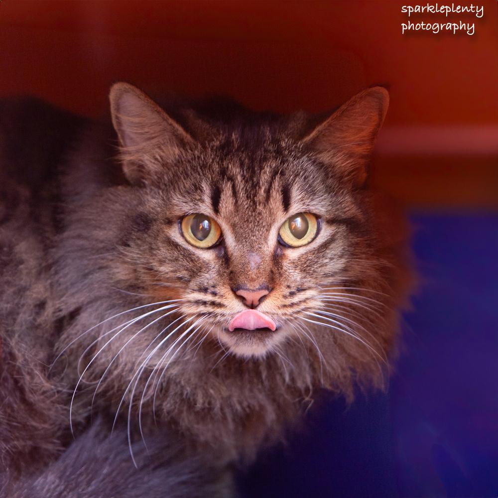 Enlarge Jimena, an adoptable Domestic Short Hair in Ridgefield, CT image 3/3