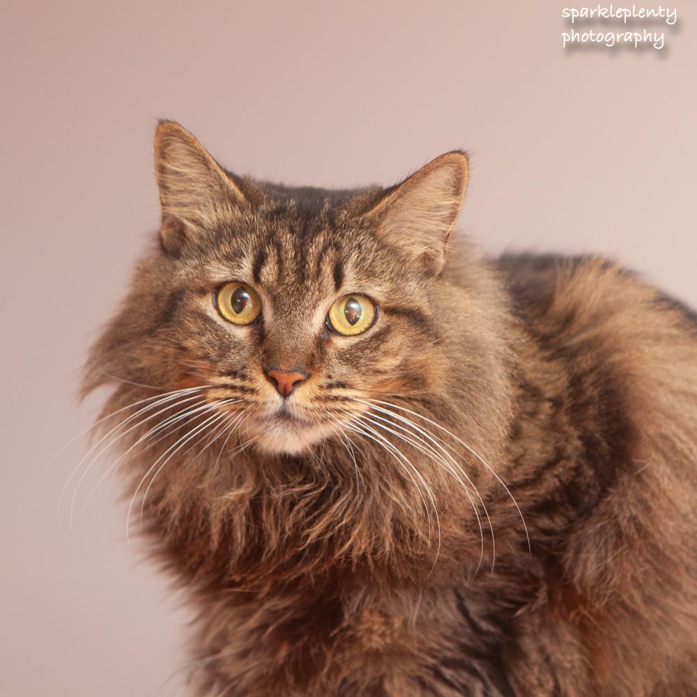 Enlarge Jimena, an adoptable Domestic Short Hair in Ridgefield, CT image 2/5