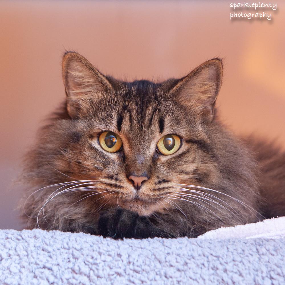 Jimena, adoptable, Adult Female Domestic Short Hair.