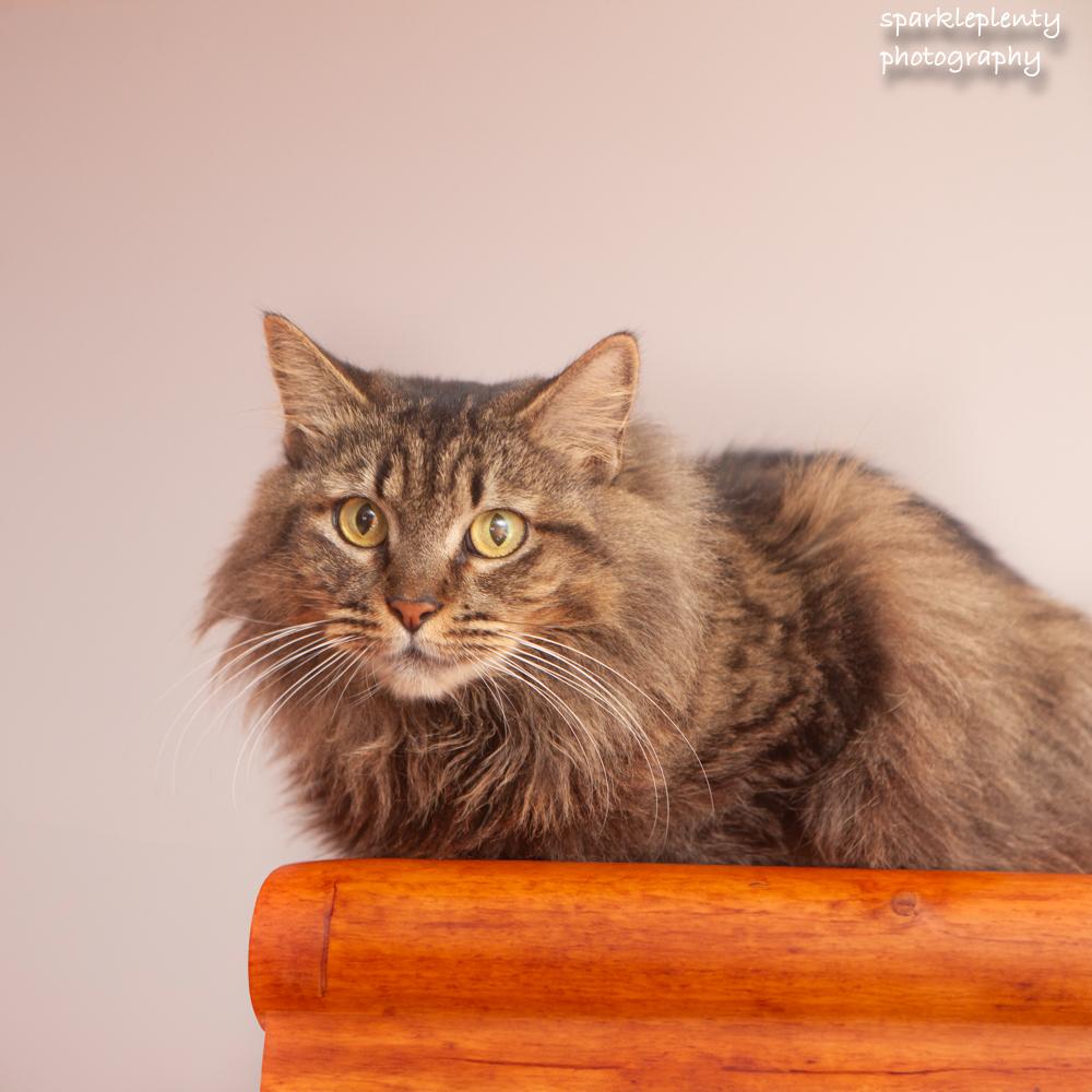 Enlarge Jimena, an adoptable Domestic Short Hair in Ridgefield, CT image 3/5