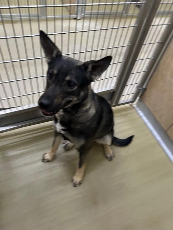 Enlarge la llorona, a Adoptable Mixed Breed in Hobbs, NM image 1/6